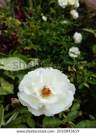 beautiful white rose flower blooming with green leaves, camera focus on flower