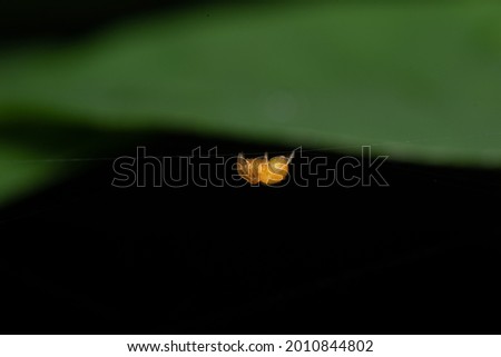 A closeup shot of an orange spider weaving a web on a green leaf in a black background