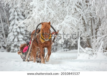 A beautiful light brown horse pulling a sled in a snowy forest
