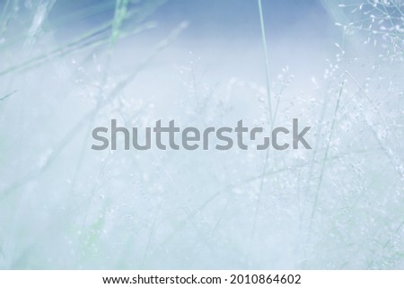 Beautiful natural background in pastel colors with a soft focus of blue shades. fresh wallpaper concept, among green leaves and other blossom blur background. - image