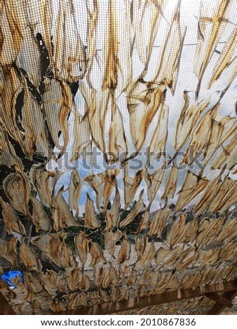 the process of drying thin fish in nets