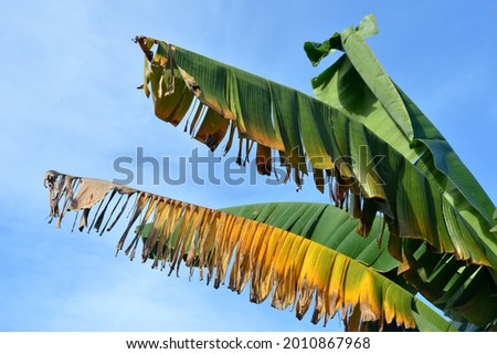 group of banana leaves against blue clouds
