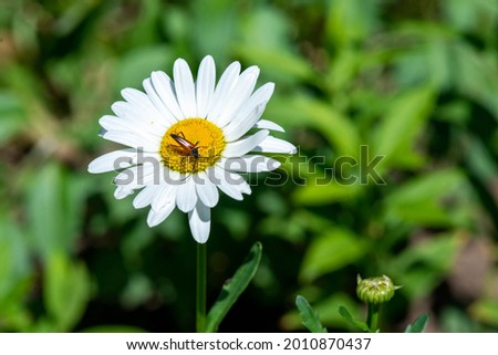 a beautiful beetle flew on one white daisy