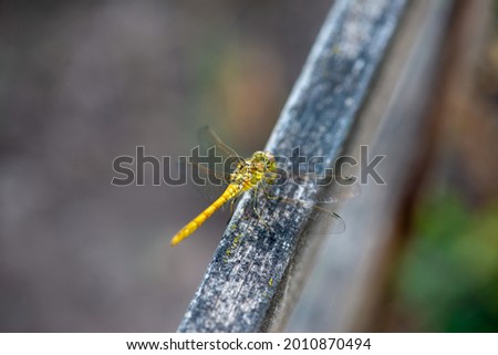top view of a dragonfly sitting on a wooden plank