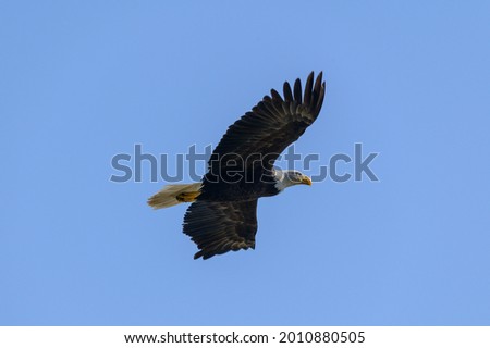 An American Bald Eagle flies over a lake near Ellijay, Georgia.