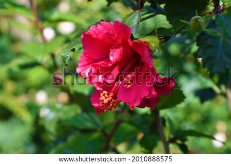 Dark Pink Dragon Hibiscus Flower with leaves in background closeup