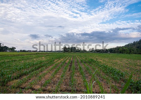 Panorama. corn plantation landscape with blue sky and white clouds
