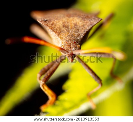 Close up portrait of bed bug on a leaf. Macro