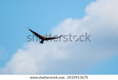 Eagle in flight against the blue sky. Predatory bird