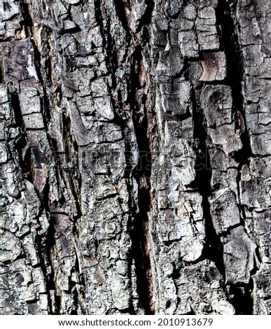 Bark on a tree as an abstract background.