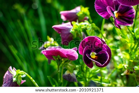 A selective focus shot of purple pansies in a field