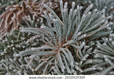 A closeup shot of pine branches covered in snow