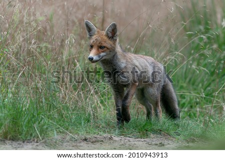   Beautiful red fox (Vulpes vulpes) in natural environment. In the forest of Noord Brabant in the Netherlands.                                                                                          