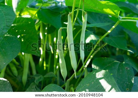 The kidney bean is a variety of the common bean (Phaseolus vulgaris). Green beans plant with fresh leaves. Agriculture background. Common bean texture. Royalty-Free Stock Photo #2010948104