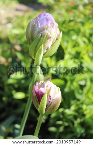 Lilac and green color Bouquet Double Late Tulips (Tulipa) "Violet Prana" blooms in a garden in May 2021. Idea for postcards, greetings, invitations, posters and Birthday decoration, background Royalty-Free Stock Photo #2010957149