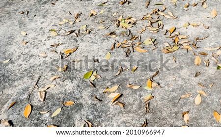 Defocused leaves scattered on the floor.