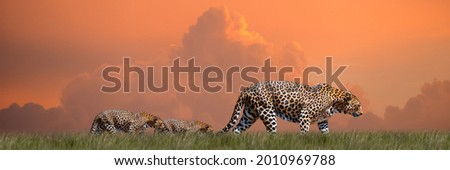 leopard in the meadow at savana Royalty-Free Stock Photo #2010969788