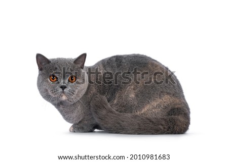 Fabulous young adult blue tortie British Shorthair cat, laying down side ways. Looking towards camera with big orange eyes. Isolated on a white background. Royalty-Free Stock Photo #2010981683