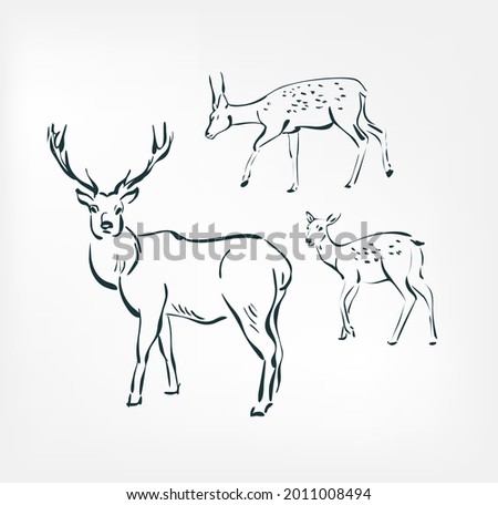 deer vector illustration japanese chinese ink line sketch
