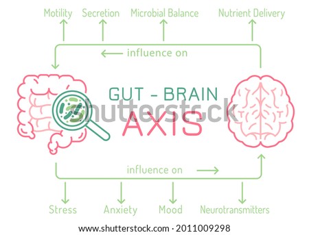 Gut - Brain AXIS landscape poster. Useful infographic. Human internal organs connection. Editable vector illustration. Modern outline style. Medical, healthcare, scientific concept