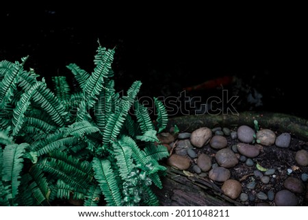 picture of tropical pine forest, green from plants monstera fern, for creative design element background texture philodendron, dark tone 