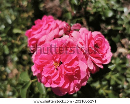 A closeup of beautiful pink shrub roses on blurred background of leaves