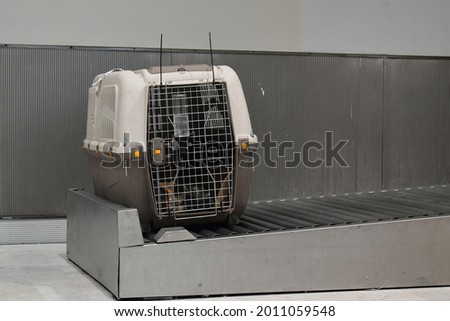 Picture of a cage with a dog following a long journey as cargo, massive stress for animals while traveling. A specific and approved cage for air transportation of pets.