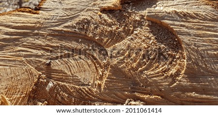 Brown uneven surface of a roughly cut stump in the sun; fragment of bark at the top left (texture).