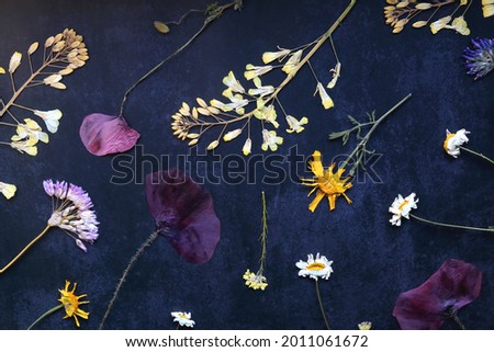 Various pressed flowers on dark blue background. Flat lay.