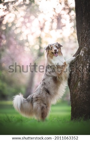 A cute female marbled australian shepherd dog with a fluffy tail standing with her front paws on a large tree against the backdrop of a sunset and blooming apple orchards