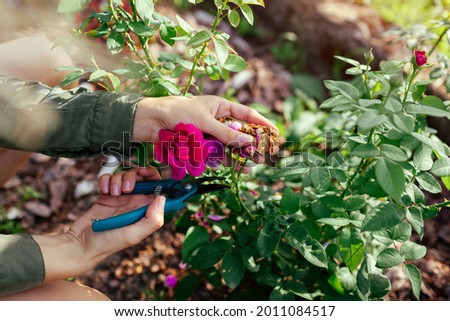 Woman deadheading dry spent rose hips in summer garden. Gardener cutting wilted flowers off with pruner. Royalty-Free Stock Photo #2011084517