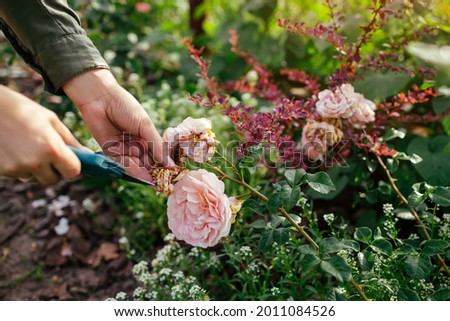 Woman deadheading spent rose hips in summer garden. Gardener cutting wilted flowers off with pruner. Royalty-Free Stock Photo #2011084526