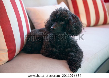 Beautiful black Toy Poodle resting on a outdoor sofa Royalty-Free Stock Photo #2011096634