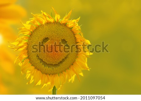 Smile on sunflower head isolated on summer background as concept good mood of healthy lifestyle and proper nutrition for positive banner, label, greeting card, invitation, sticker, etc.
