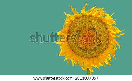 Sunflower smile isolated on green background as concept good mood of healthy lifestyle and proper nutrition for positive advertising banner, label, greeting card, invitation, sticker, etc.