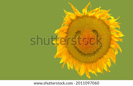 Summer background with smiling sunflower isolated on blue sky as concept good mood of healthy lifestyle and proper nutrition for positive advertising banner, greeting card, invitation, label, etc.