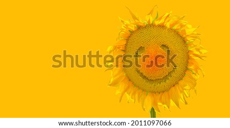  Positive banner with smiling sunflower isolated on yellow background as summer concept good mood of healthy lifestyle and proper nutrition for positive advertising banner, label, greeting card, etc.