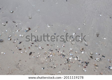 seashells on the beach suitable for background.