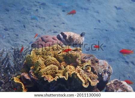 Masked puffer fish, scientific name is Arothron diadematus, it belongs to the family Tetraodontidae, it inhabits coral reefs  of the Red Sea, Middle East Royalty-Free Stock Photo #2011130060