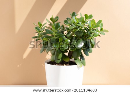 Beautiful Crassula ovata, Jade Plant,Money Plant, succulent plant in a white pot in the sun on a beige background. Home decor and gardening concept. Royalty-Free Stock Photo #2011134683