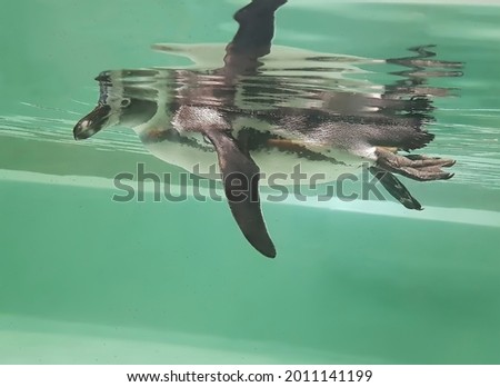 a young penguin swims in the water