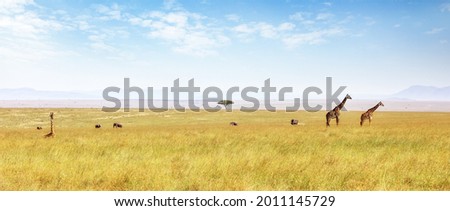 Masai giraffes and African elephants wandering in the lush grasslands of the Masai Mara. Panoramic shot in summer showing the wide open expanse of the savannah. Kenya. Royalty-Free Stock Photo #2011145729