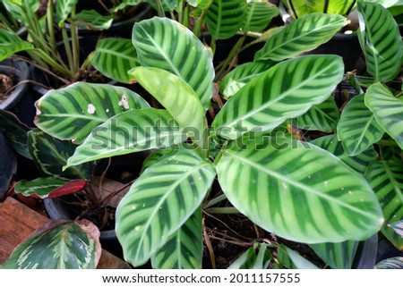 Zebra Plant(Calathea zebrina) family Marantaceae is a beautiful leafy plant with tubers in San Kamphaeng District, Chiang Mai Province, Thailand.