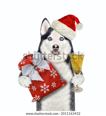 A dog husky in a Santa Claus red hat holds a Christmas bag and a glass of wine. White background. Isolated.