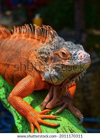 orange iguana in the zoo