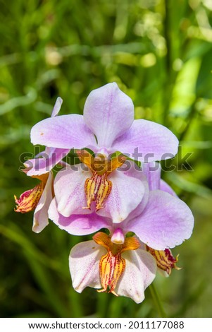 The closeup photo of orchid Papilionanthe Mandai Gardens (Papilionanthe teres × Papilionanthe tricuspidata)