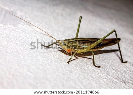 Close-up of a grasshopper on a cement wall