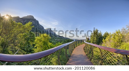 Kirstenbosch National Botanical Garden is acclaimed as one of the great botanic gardens of the world. Located in Cape Town, South Africa, the new tree top canopy walk is a tourist favorite. Royalty-Free Stock Photo #201120086