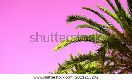 Palm leaf on the large pink backgrounds for summer web design, copy space