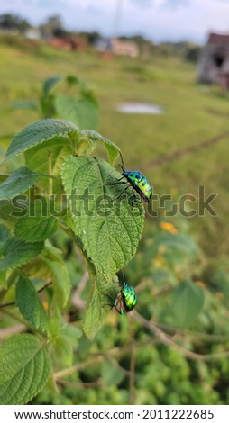 this is picture of a green beetal usually found in rainy season. 